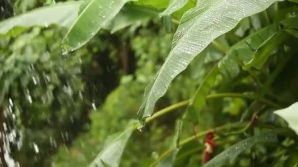 茂密的森林中的阵雨 密林中的降雨 绿叶上的水滴 热带森林中的雨天 雨滴落在树叶上 大雨落在树叶上 — 图库视频影像