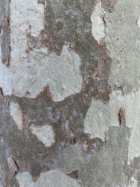 wood texture natural, background surface with old natural pattern