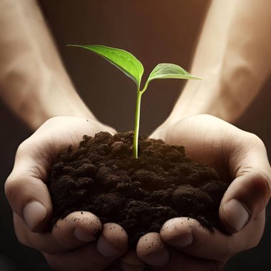 İnsan elleri toprakta küçük bir tohum tutuyor.