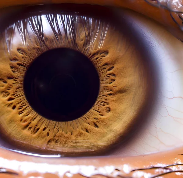 Μακροεντολή Γκρο Πλαν Της Ανθρώπινης Ίριδας Καφέ Χρώμα Ματιών — Φωτογραφία Αρχείου