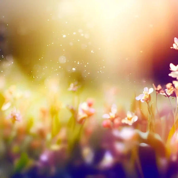 Beautiful Spring Background Nature Blooming Glade Flirring Dust Bokeh Warm — Stock Photo, Image