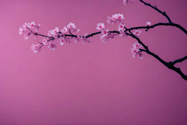 Abstrakter Hintergrund Von Makro Kirschblütenzweig Auf Rosa Hintergrund Kopierraum Geburtstag — Stockfoto