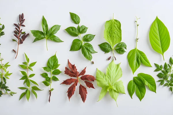 stock image various herbal leaves on neutral background