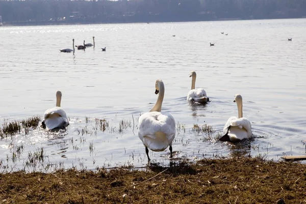 stock image birds on river daugava