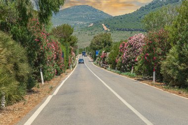 SARDINIA, İTALYA - 4 Temmuz 2024: Sardunya Eyaleti, Sassari, İtalya 'da turizm yolu, gün batımında özel bitki ve çiçeklerle dolu doğal bir alanın ortasında,.
