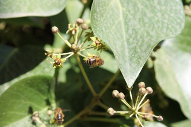 Beyaz bir çiçeğe yaklaş