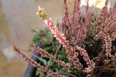 Güzel botanik fotoğrafı, doğal duvar kağıdı.