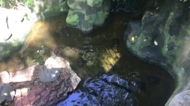 This is a beautiful garden