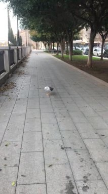 This is a seagull at the street. Palma de Mallorca city, Paseo Mallorca street. Balearic islands. Spain