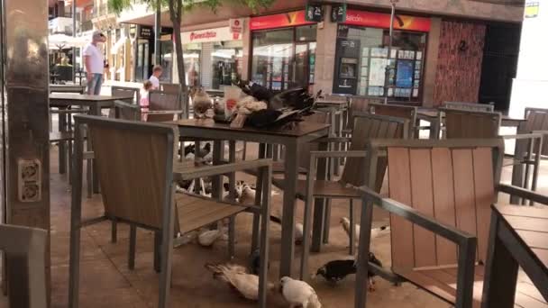 Pigeons Alicante Eating Meat Hamburgers Fast Food Restaurant — стоковое видео
