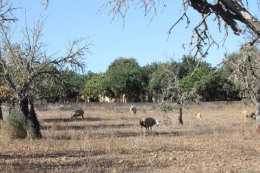 Kenya bozkırında bir koyun sürüsü