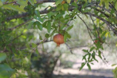 Bahçede bir ağaçta olgun kırmızı elmalar