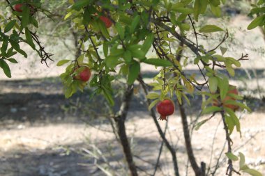 Olgun kırmızı elmalar ağaçta