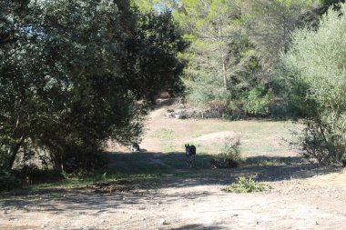 Parkta yürüyen genç bir adam.