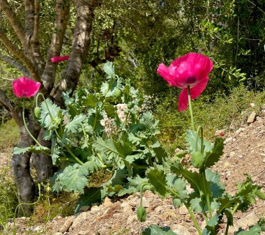 Bahar çoktan başladı.
