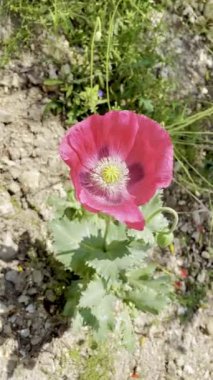 Bahar çoktan başladı.