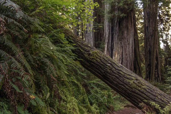 Eski Ormanın Derinliklerindeki Taze Düşmüş Büyük Ağaç Yakın Yeşillik Her — Stok fotoğraf