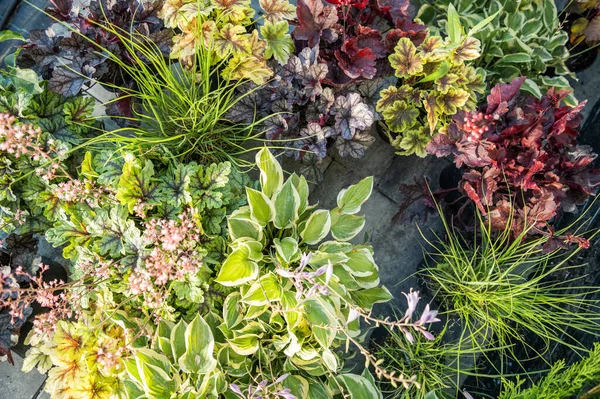 Närbild Olika Dekorativa Blommor Buskar Och Buskar Planteras Tillsammans Trädgården — Stockfoto