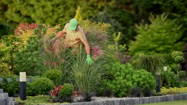 Profesionální Zahradník Dohlížet Své Klienty Dvorek Zahrada Během Sezónní Check — Stock video