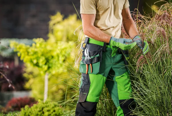 Professionele Blanke Tuinwerker Controleren Decoratieve Gras Tijdens Het Zomerseizoen Tuinieren — Stockfoto