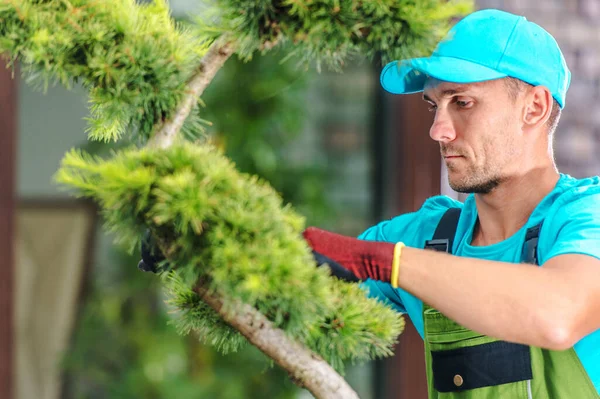 Pruning Decorative Pine Tree 약자이다 텃밭가꾸기 유지하는 — 스톡 사진