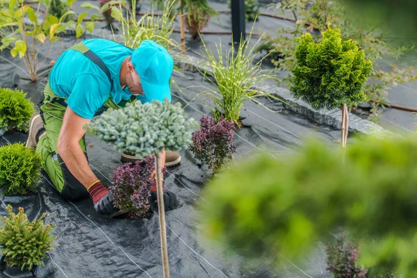 Jardinero Caucásico Profesional Que Cuida Las Plantas Para Mantener Paisaje — Foto de Stock