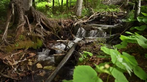 Alpejskie Źródło Czystej Wody Źródlanej Małe Górskie Potoki — Wideo stockowe