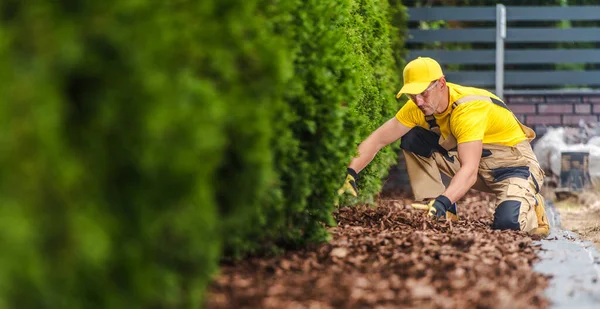 Professional Caucasian Gardener Taking Care Garden Mulch Row Thujas Planted — Stock Photo, Image