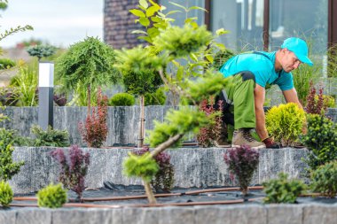 Professional Caucasian Gardener Taking Care of Shrubs and Bushes Planted in Multi-Leveled Flowerbed. Garden Landscape Maintenance Theme.