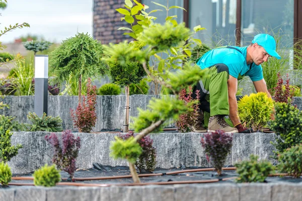 Professional Caucasian Gardener Taking Care Shrubs Bushes Planted Multi Leveled — Photo