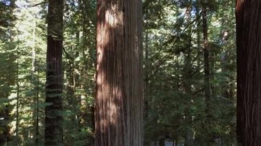 İnanılmaz Old Growth Sekoya Ormanı Yaz Sahnesi. Crescent City, Kaliforniya Amerika Birleşik Devletleri. Manzara Sunny Woodland Hava Görüntüsü