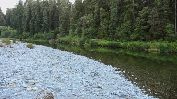 South Fork Eel River Northern California Redwood Forest Estados Unidos — Vídeo de stock