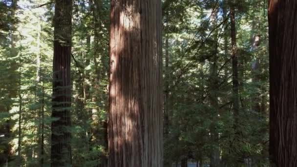 Increíble Paisaje Verano Bosque Secuoyas Crecimiento Antiguo Crescent City California — Vídeo de stock