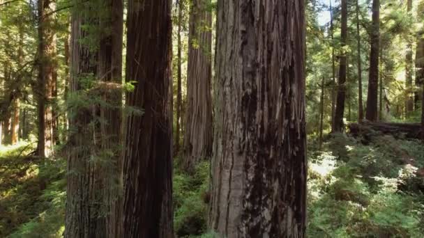 Morning Sunlight Coming Redwood Trees Scenic Northern California Woodland Aerial — стокове відео