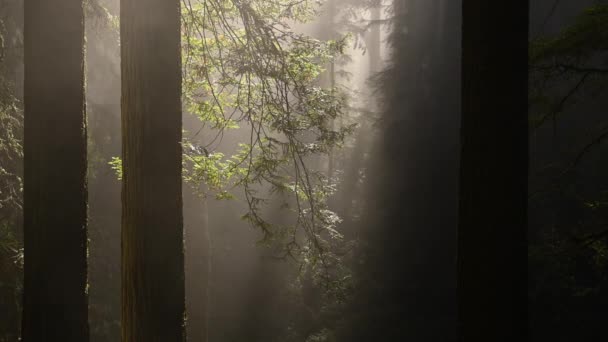 Solstrålar Kommer Genom Forntida Skogsgrenar Foggy California Coastal Redwood Forest — Stockvideo