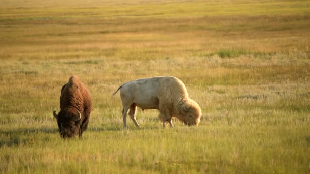Herd North American Bisons Sunset Colorado Prairie Wildlife United States — Stock video