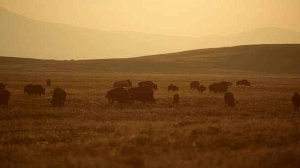 American Wildlife Theme American Bison Herd Sunny Colorado Prairie — Stock Video