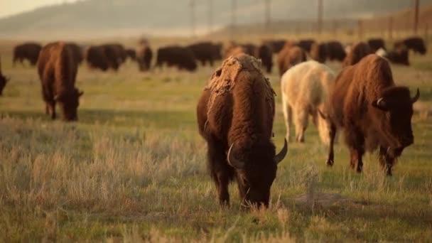 Large Herd American Bisons Moving Colorado Prairie Town Fairplay Spojené — Stock video