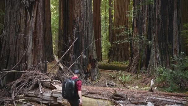 Tourist Exploring California Ancient Redwoods Forest Northern California State Sequoioideae — Stok video