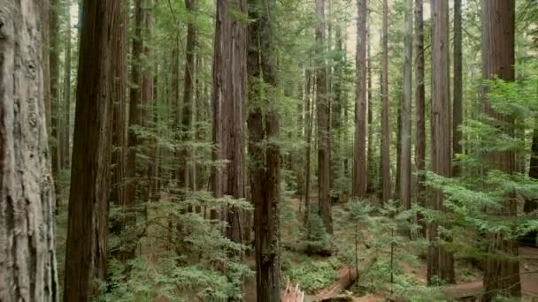 Otroligt Gammal Tillväxt Redwood Forest Summer Scenery Crescent City Kalifornien — Stockvideo