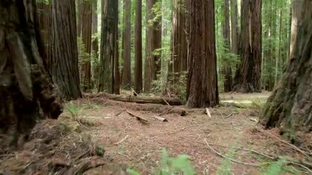 Old Growth Ancient Redwood Forest Panorama Crescent City California United — Video Stock