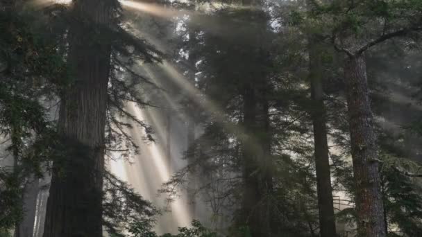 Mistige Ochtend Redwood Forest Scenic Timelapse Crescent City Californië Verenigde — Stockvideo