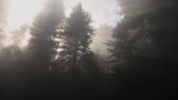 Belleza Naturaleza Bosque Redwood Costero Brumoso Ancient Woodland Northern California — Vídeo de stock