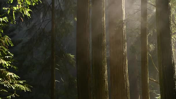 Bosque Lluvioso Redwood California Cubierto Por Niebla Matutina Bosque Paisaje — Vídeo de stock