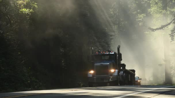 Scenic Foggy Morning Sunlight Rays California Redwood Highway Northern California — Stok video
