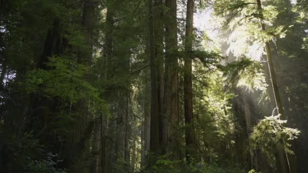 Sunny Northern California Redwood Forest Scenery Niebla Costera Luz Del — Vídeo de stock