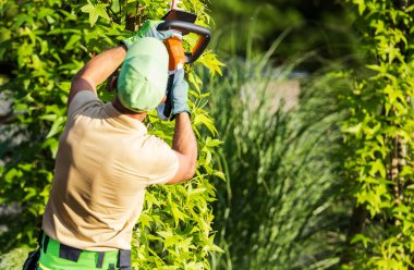 Back View of Professional Gardener Trimming Garden Plants with Hedge Cutter Power Tool. Blurred Background with Copy Space.