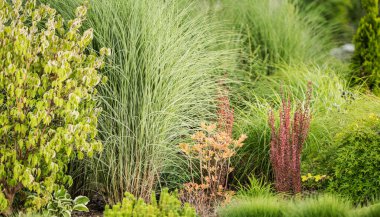 Closeup of Ornamental Grasses Planted in Backyard Garden as a Part of Landscape Design. Gardening Theme.