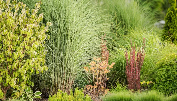 Closeup Ornamental Grasses Planted Backyard Garden Part Landscape Design Gardening — Stock Photo, Image
