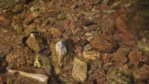 Fließender Kristallklarer Colorado Rocky Mountains River — Stockvideo